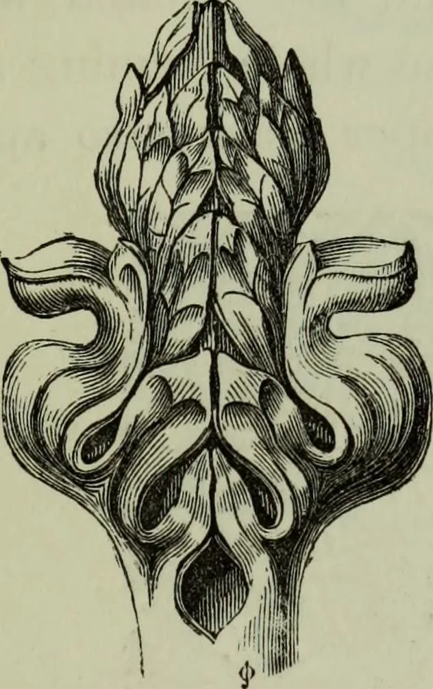 An illustration from The principles of Gothic ecclesiastical architecture : with an explanation of technical terms and a centenary of ancient terms ..., 1882, leaf 246