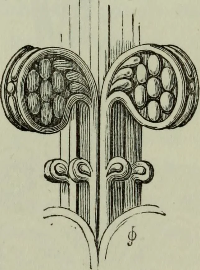 An illustration from The principles of Gothic ecclesiastical architecture : with an explanation of technical terms and a centenary of ancient terms ..., 1882, leaf 204