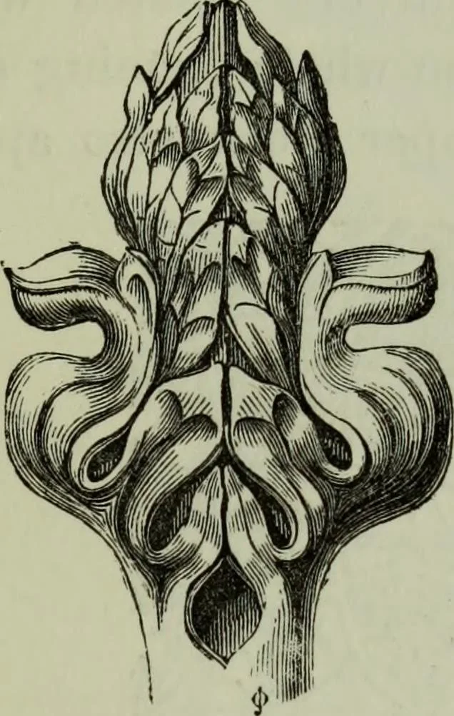 An illustration from The principles of Gothic ecclesiastical architecture : with an explanation of technical terms and a centenary of ancient terms ..., 1882, leaf 246