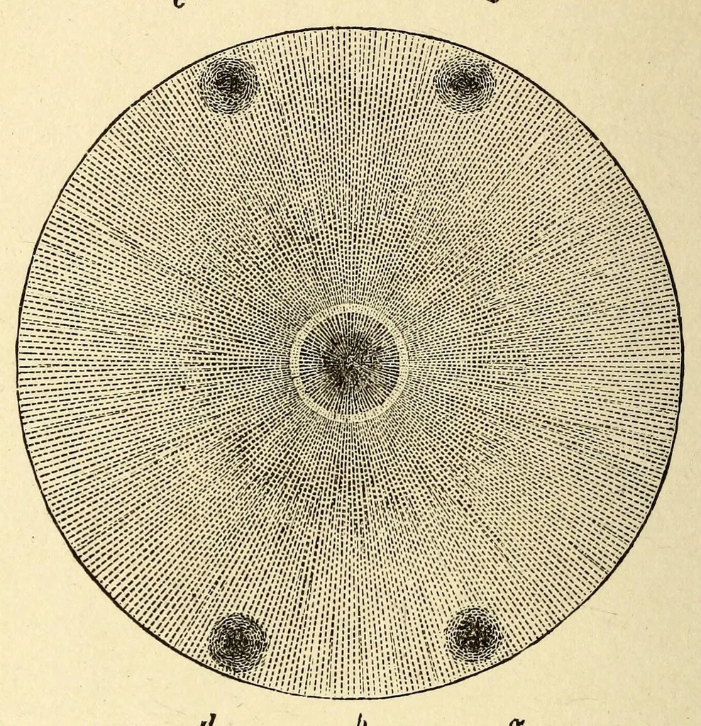 An illustration from The principles of light and color: including among other things the harmonic laws of the universe, the etherio-atomic philosophy of force, chromo chemistry, chromo therapeutics, and the general philosophy of the fine forces, together with numerous discoveries and practical applications .., 1878, leaf 520