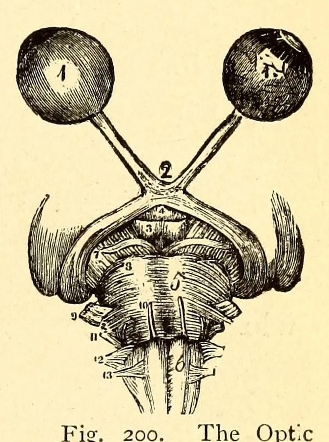 An illustration from The principles of light and color: including among other things the harmonic laws of the universe, the etherio-atomic philosophy of force, chromo chemistry, chromo therapeutics, and the general philosophy of the fine forces, together with numerous discoveries and practical applications .., 1878, leaf 561