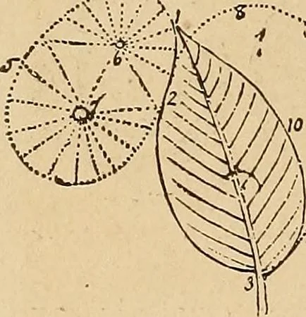 An illustration from The principles of light and color : including among other things the harmonic laws of the universe, the etherio-atomic philosophy of force, chromo chemistry, chromo therapeutics, and the general philosophy of the fine forces, together with numerous discoveries and practical applications. Illustrated by more than two hundred engravings and four colored plates, 1896, leaf 27