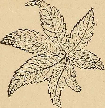 An illustration from The principles of light and color : including among other things the harmonic laws of the universe, the etherio-atomic philosophy of force, chromo chemistry, chromo therapeutics, and the general philosophy of the fine forces, together with numerous discoveries and practical applications. Illustrated by more than two hundred engravings and four colored plates, 1896, leaf 27