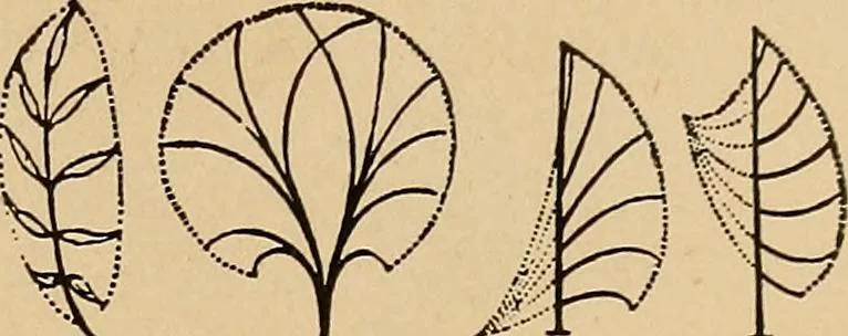 An illustration from The principles of light and color : including among other things the harmonic laws of the universe, the etherio-atomic philosophy of force, chromo chemistry, chromo therapeutics, and the general philosophy of the fine forces, together with numerous discoveries and practical applications. Illustrated by more than two hundred engravings and four colored plates, 1896, leaf 28