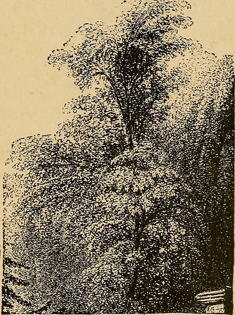 An illustration from The principles of light and color : including among other things the harmonic laws of the universe, the etherio-atomic philosophy of force, chromo chemistry, chromo therapeutics, and the general philosophy of the fine forces, together with numerous discoveries and practical applications. Illustrated by more than two hundred engravings and four colored plates, 1896, leaf 28