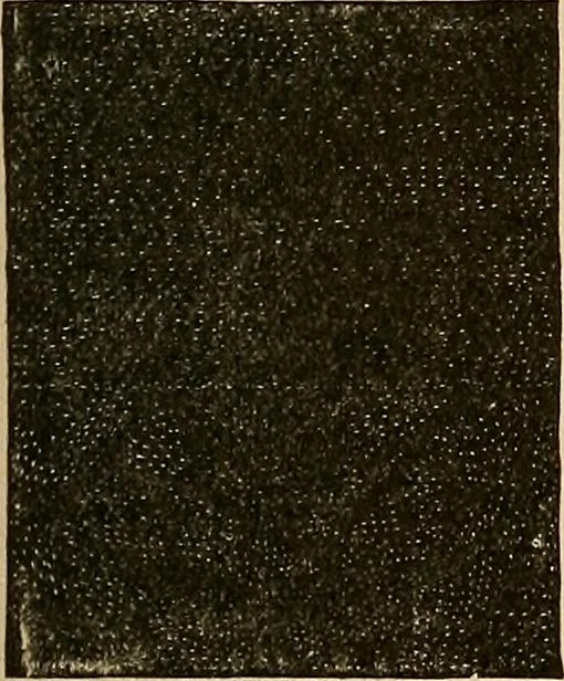 An illustration from The principles of light and color : including among other things the harmonic laws of the universe, the etherio-atomic philosophy of force, chromo chemistry, chromo therapeutics, and the general philosophy of the fine forces, together with numerous discoveries and practical applications. Illustrated by more than two hundred engravings and four colored plates, 1896, leaf 48
