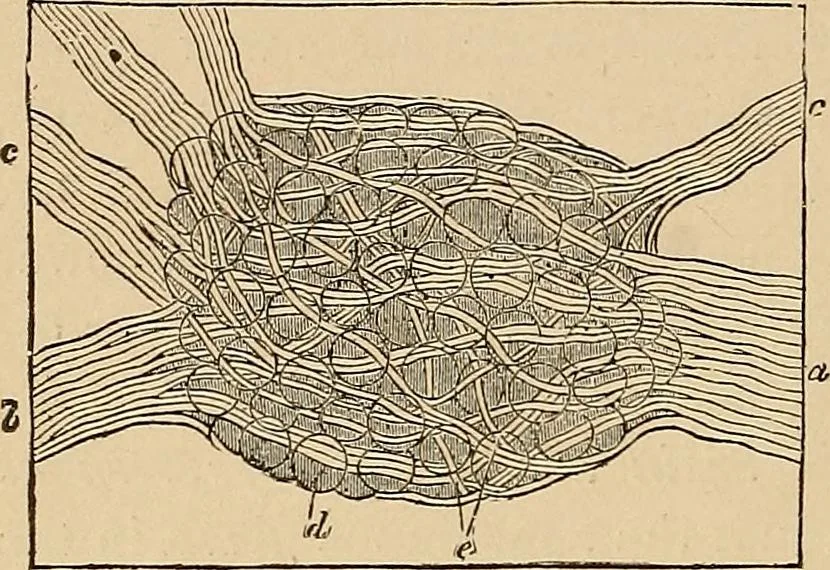 An illustration from The principles of light and color : including among other things the harmonic laws of the universe, the etherio-atomic philosophy of force, chromo chemistry, chromo therapeutics, and the general philosophy of the fine forces, together with numerous discoveries and practical applications. Illustrated by more than two hundred engravings and four colored plates, 1896, leaf 515
