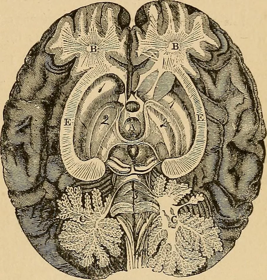 An illustration from The principles of light and color : including among other things the harmonic laws of the universe, the etherio-atomic philosophy of force, chromo chemistry, chromo therapeutics, and the general philosophy of the fine forces, together with numerous discoveries and practical applications. Illustrated by more than two hundred engravings and four colored plates, 1896, leaf 524