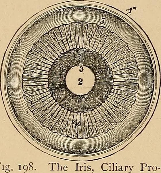 An illustration from The principles of light and color : including among other things the harmonic laws of the universe, the etherio-atomic philosophy of force, chromo chemistry, chromo therapeutics, and the general philosophy of the fine forces, together with numerous discoveries and practical applications. Illustrated by more than two hundred engravings and four colored plates, 1896, leaf 563
