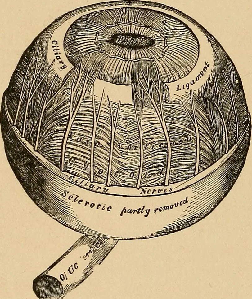 An illustration from The principles of light and color : including among other things the harmonic laws of the universe, the etherio-atomic philosophy of force, chromo chemistry, chromo therapeutics, and the general philosophy of the fine forces, together with numerous discoveries and practical applications. Illustrated by more than two hundred engravings and four colored plates, 1896, leaf 563