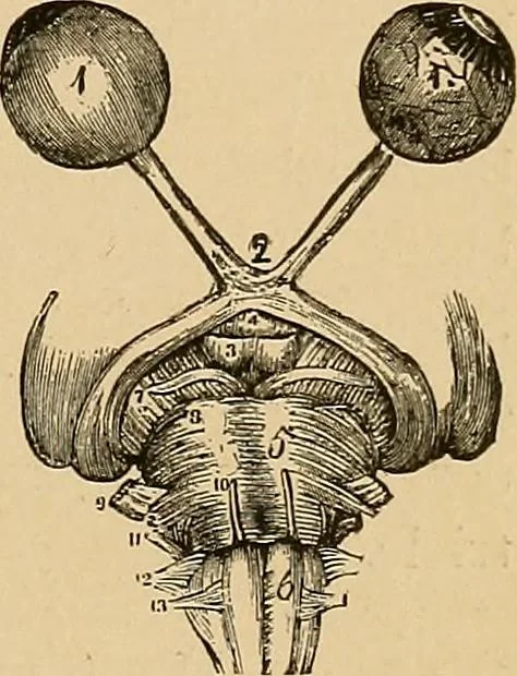 An illustration from The principles of light and color : including among other things the harmonic laws of the universe, the etherio-atomic philosophy of force, chromo chemistry, chromo therapeutics, and the general philosophy of the fine forces, together with numerous discoveries and practical applications. Illustrated by more than two hundred engravings and four colored plates, 1896, leaf 564