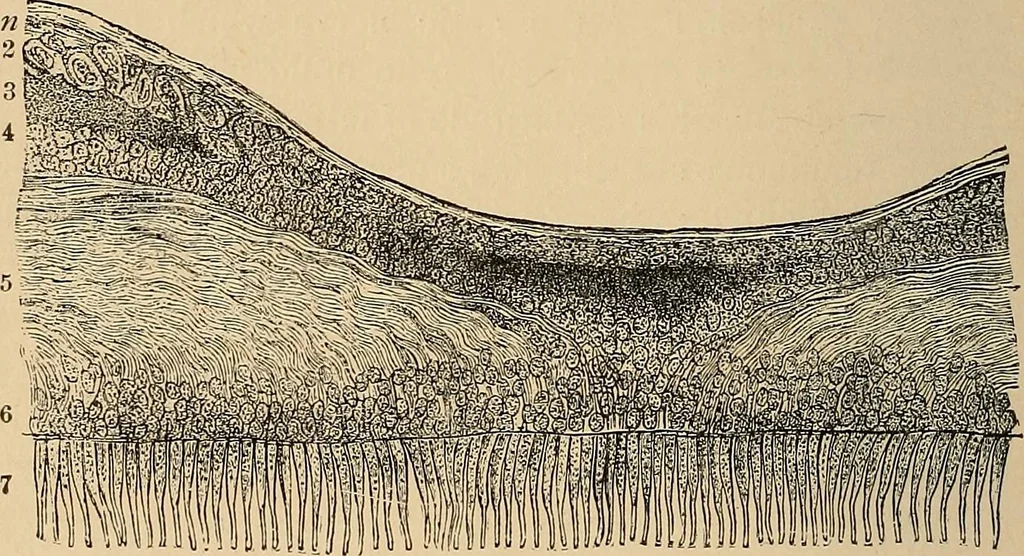 An illustration from The principles of light and color : including among other things the harmonic laws of the universe, the etherio-atomic philosophy of force, chromo chemistry, chromo therapeutics, and the general philosophy of the fine forces, together with numerous discoveries and practical applications. Illustrated by more than two hundred engravings and four colored plates, 1896, leaf 567