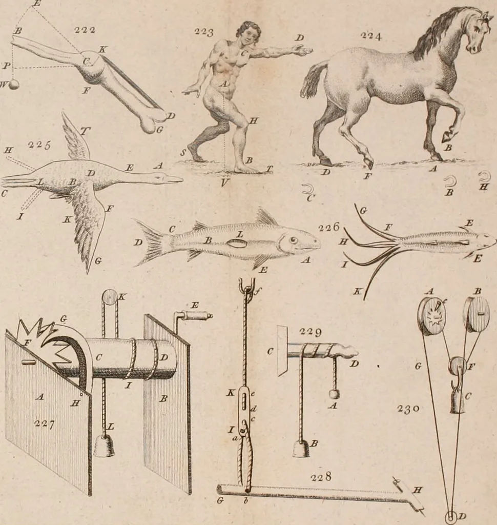 An illustration from The principles of mechanics : explaining and demonstrating the general laws of motion, the laws of gravity, motion of descending bodies, projectiles, mechanic powers, pendulums, centers of gravity, &c. strength and stress of timber, hydrostatics, and construction of machines : a work very necessary to be known, by all gentlemen, and others, that desire to have an insight into the works of nature and art : and extremely useful to all sorts of artificers, particularly to architects, engineers, shipwrights, millwrights, watchmakers, &c. or any that work in a mechanical way : illustrated with forty-three copper-plates, 1773, leaf 331