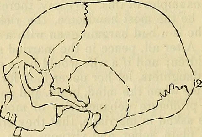 An illustration from The principles of phrenology, 1838, leaf 101