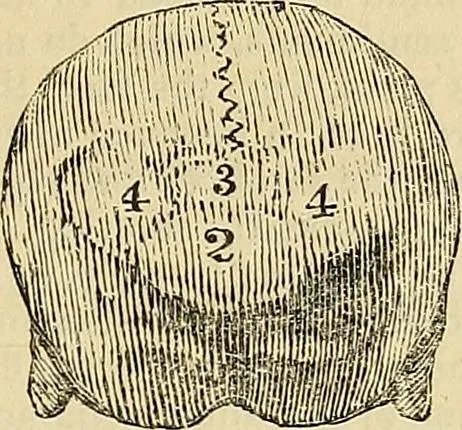 An illustration from The principles of phrenology, 1838, leaf 116
