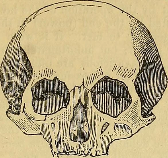 An illustration from The principles of phrenology, 1838, leaf 136