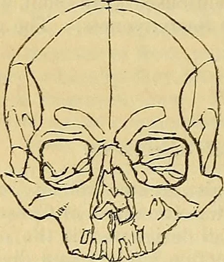 An illustration from The principles of phrenology, 1838, leaf 143