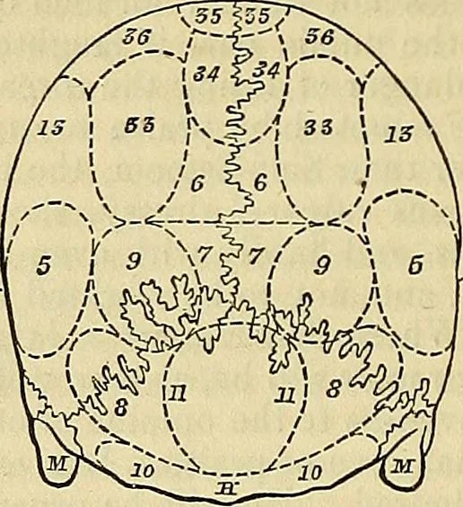 An illustration from The principles of phrenology, 1838, leaf 155