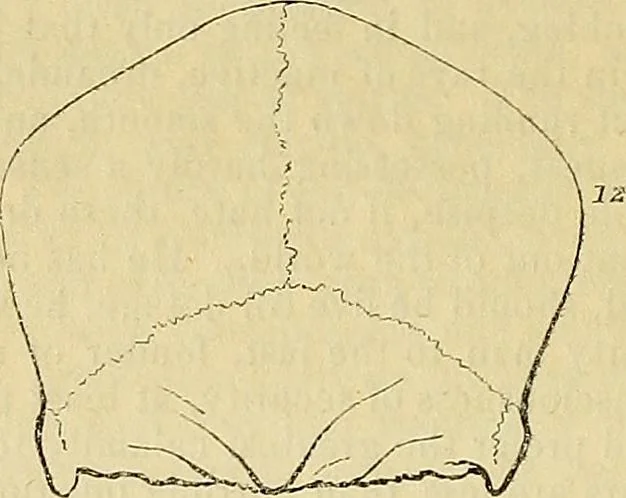 An illustration from The principles of phrenology, 1838, leaf 159
