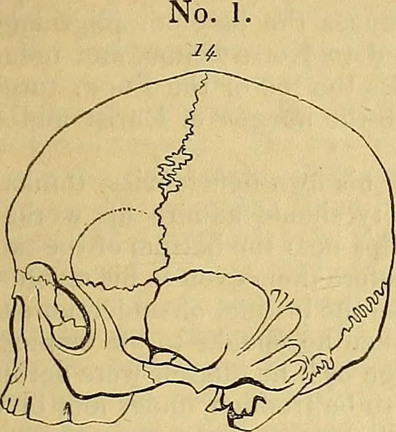 An illustration from The principles of phrenology, 1838, leaf 164