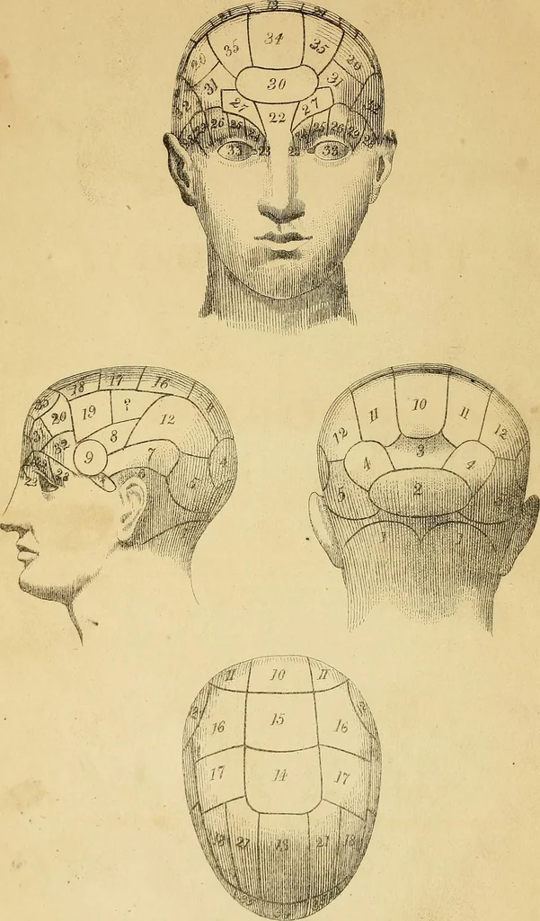 An illustration from The principles of phrenology, 1838, leaf 7