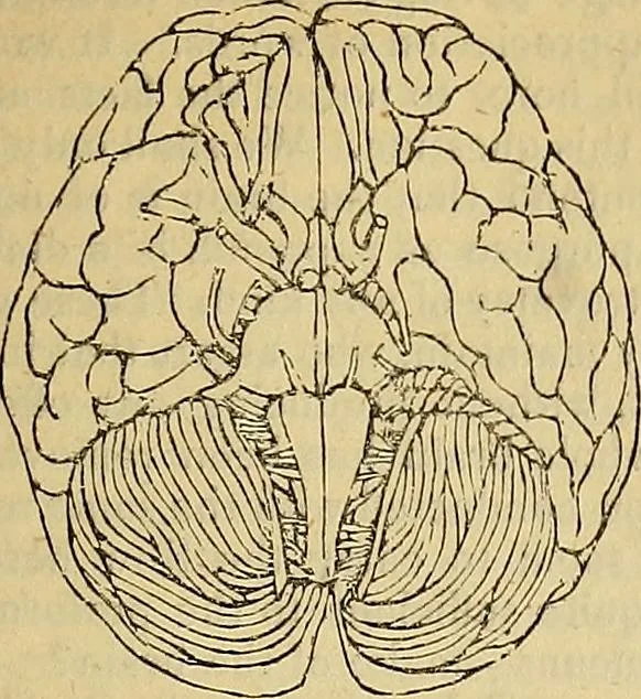 An illustration from The principles of phrenology, 1838, leaf 76