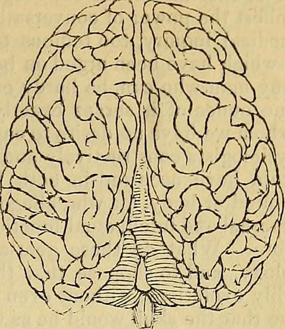An illustration from The principles of phrenology, 1838, leaf 76