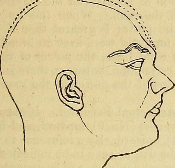 An illustration from The principles of phrenology, 1838, leaf 88