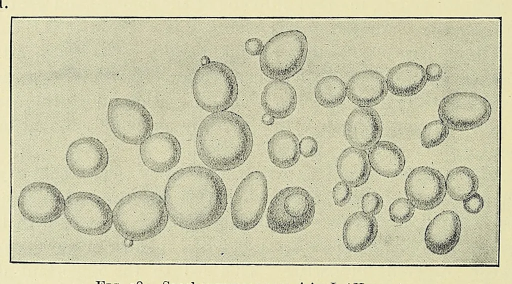 An illustration from The principles and practice of brewing, 1907, leaf 396