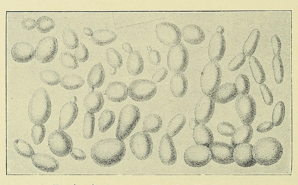 An illustration from The principles and practice of brewing, 1907, leaf 400