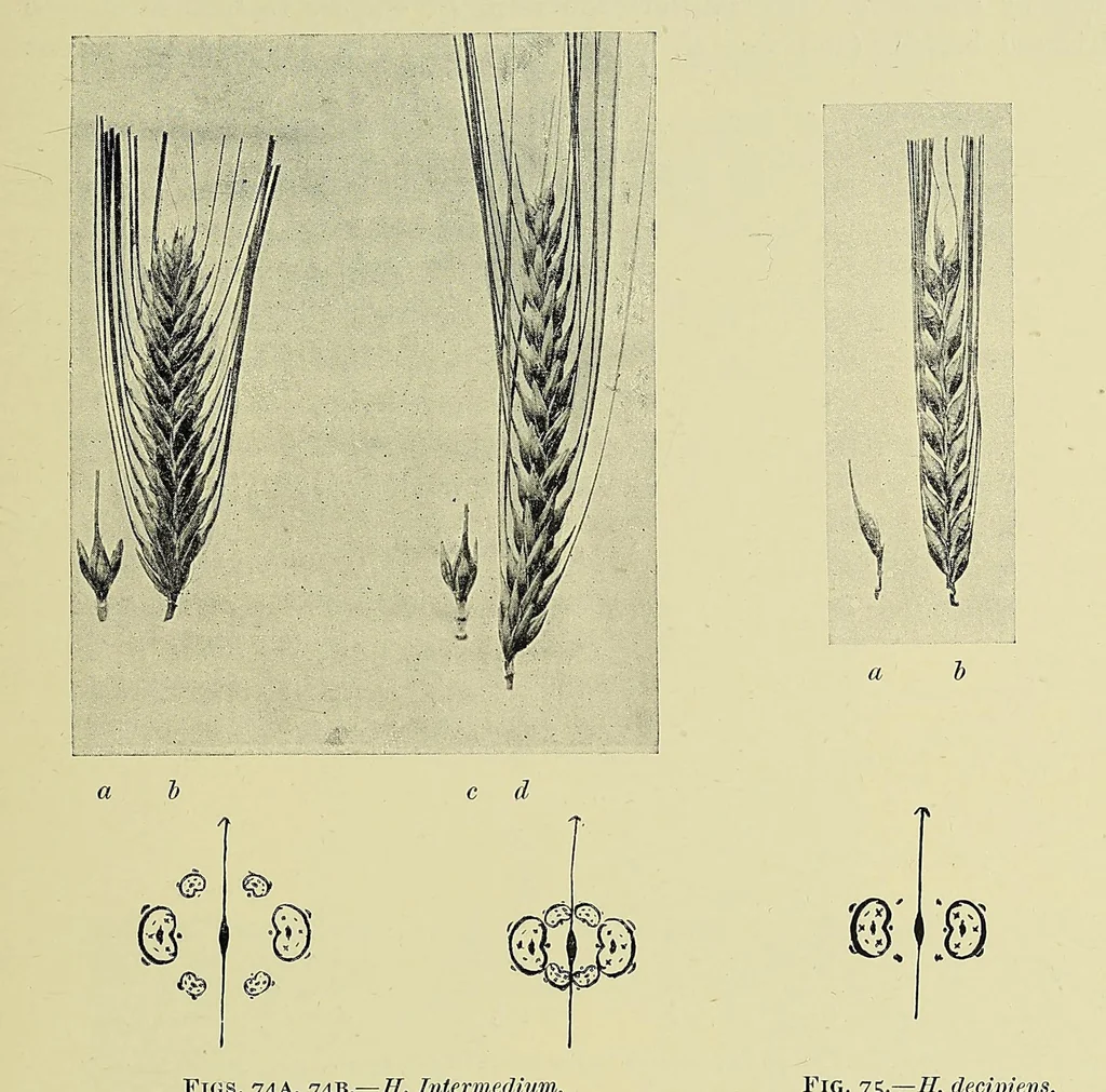 An illustration from The principles and practice of brewing, 1907, leaf 451