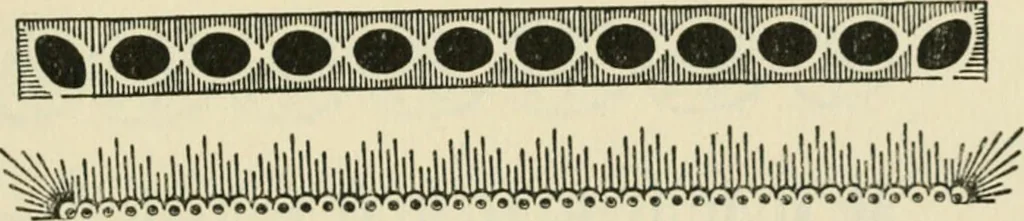 An illustration from Printing types, their history, forms, and use; a study in survivals, 1922, leaf 518