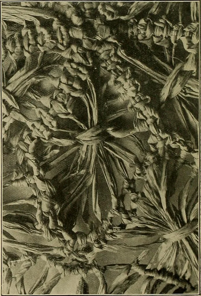 An illustration from The Priscilla basketry book a collection of baskets and other articles with lessons for working and directions for dyeing and staining, 1911, leaf 7