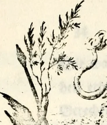 An illustration from Proben des hohen Teütschen Reichs Adels, oder, Sammlungen alter Denkmäler, Grabsteinen, Wappen, Inn- und Urschriften, u: d: nach ihrem wahren Urbilde aufgenommen unter offener Treüe bewähret und durch Anenbäume auch sonstige Nachrichten erkläret und erläuteret, 1775, leaf 104