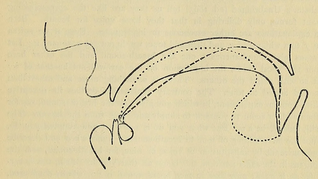 An illustration from Proceedings of the ... annual session of the American Philological Association, 1872, leaf 381