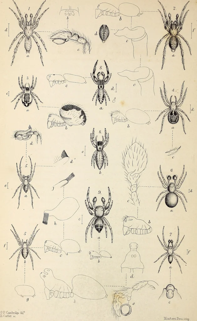 An illustration from Proceedings - Dorset Natural History and Archaeological Society, 1889, leaf 169