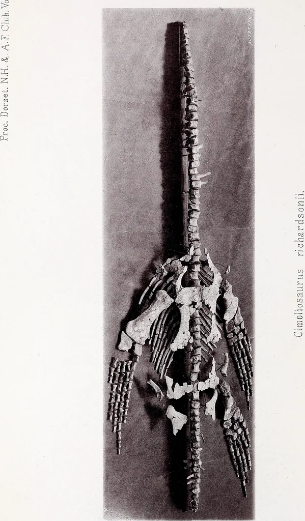 An illustration from Proceedings - Dorset Natural History and Archaeological Society, 1889, leaf 237