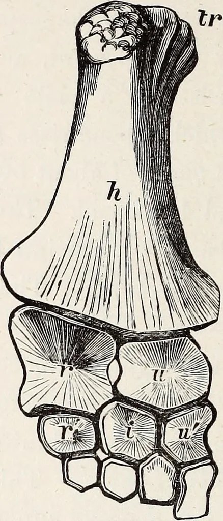An illustration from Proceedings - Dorset Natural History and Archaeological Society, 1889, leaf 245