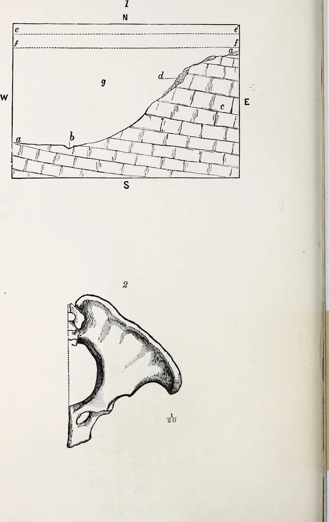 An illustration from Proceedings - Dorset Natural History and Archaeological Society, 1889, leaf 61