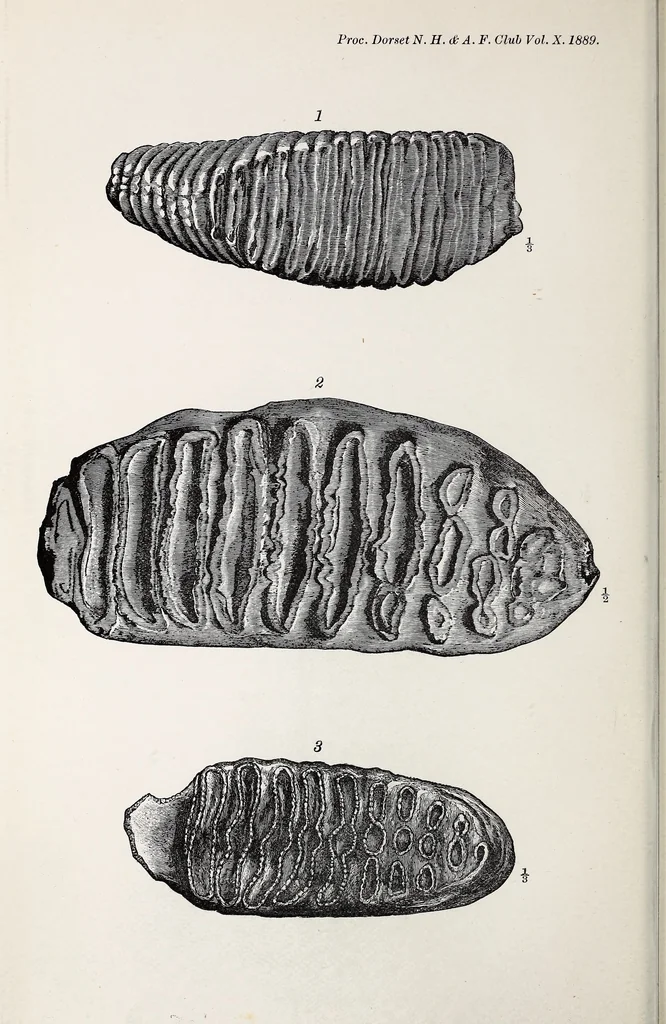 An illustration from Proceedings - Dorset Natural History and Archaeological Society, 1889, leaf 67