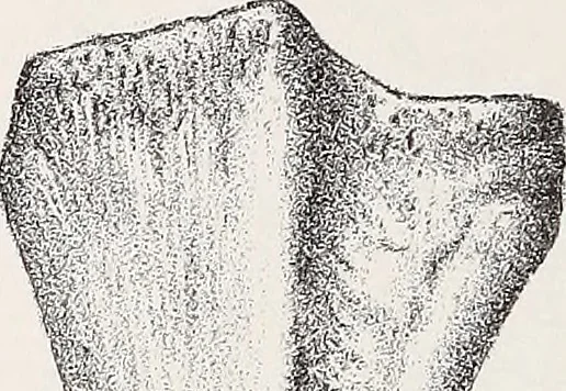 An illustration from Proceedings - Dorset Natural History and Archaeological Society, 1889, leaf 71