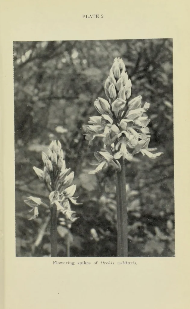 An illustration from Proceedings of the Botanical Society of the British Isles, 1596, leaf 17