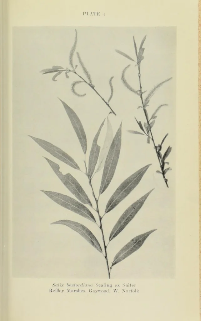 An illustration from Proceedings of the Botanical Society of the British Isles, 1596, leaf 415