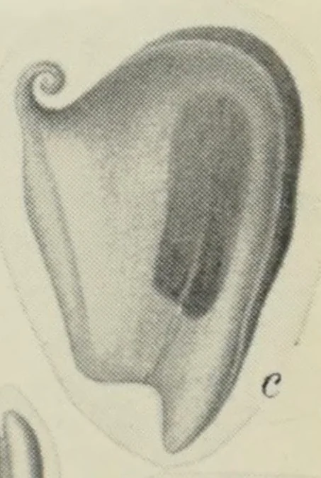 An illustration from Proceedings of the Botanical Society of the British Isles, 1596, leaf 423