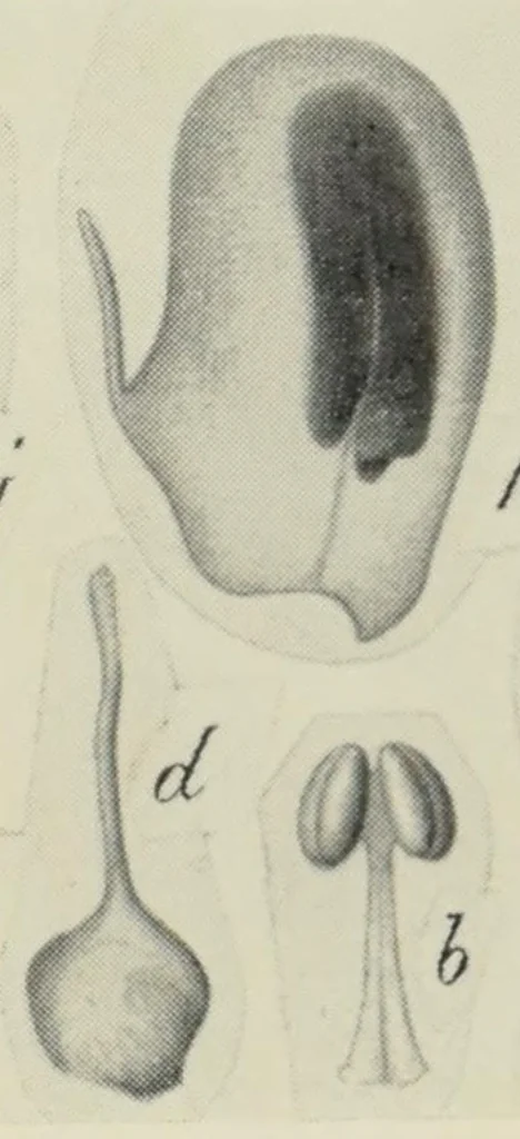 An illustration from Proceedings of the Botanical Society of the British Isles, 1596, leaf 423