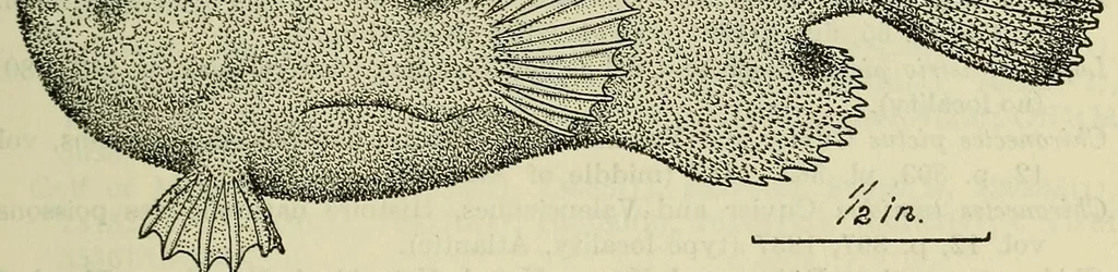 An illustration from Proceedings of the United States National Museum, 1878, leaf 117