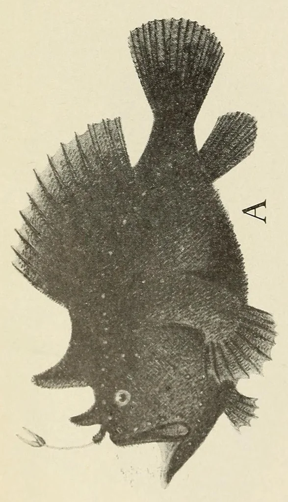 An illustration from Proceedings of the United States National Museum, 1878, leaf 124