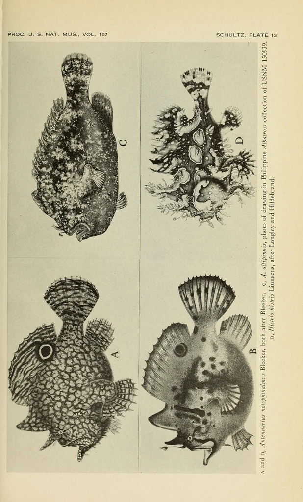 An illustration from Proceedings of the United States National Museum, 1878, leaf 133
