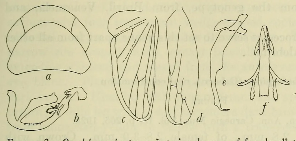 An illustration from Proceedings of the United States National Museum, 1878, leaf 177