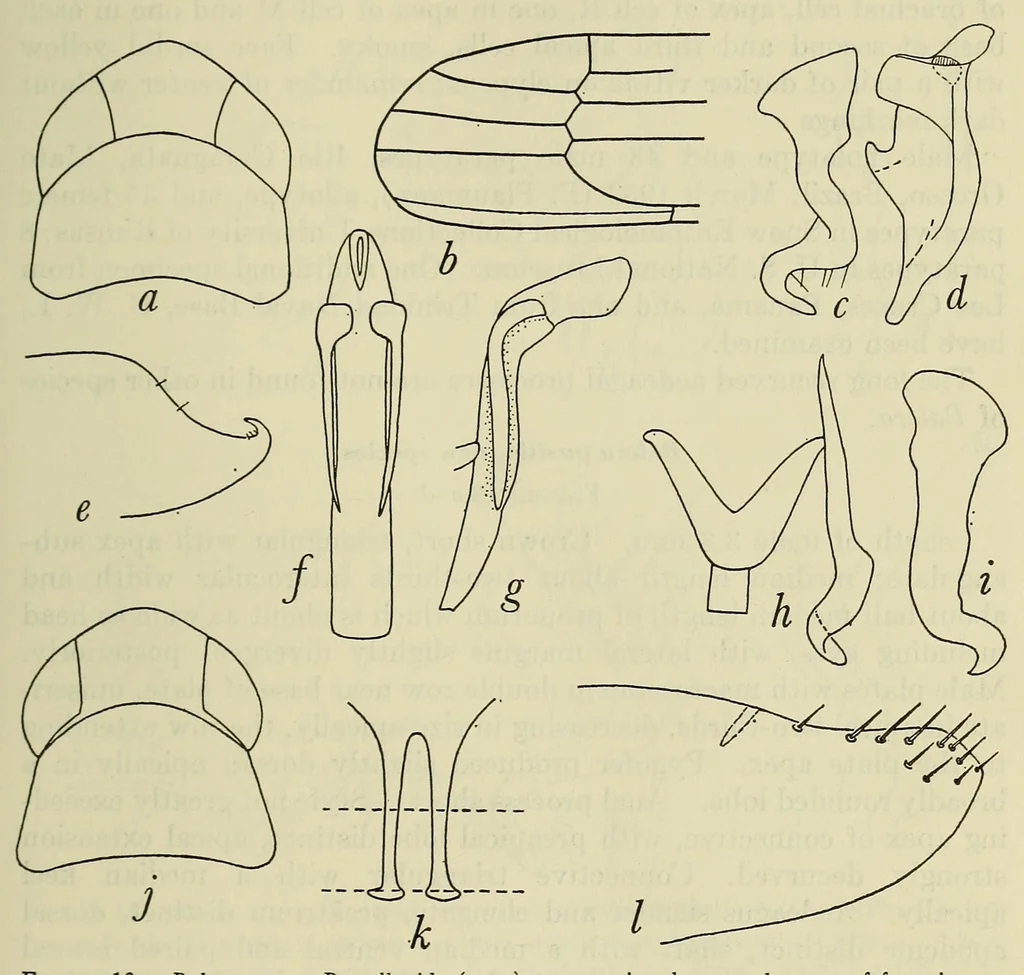 An illustration from Proceedings of the United States National Museum, 1878, leaf 207
